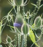 Kaardebol in pot, Tuin en Terras, Planten | Tuinplanten, Winter, Ophalen