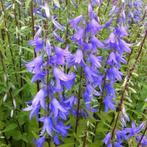 Uit de biologische moestuin: Campanula, zaden, Ophalen of Verzenden, Voorjaar, Halfschaduw, Zaad
