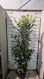 Laurier ‘genolia’, Tuin en Terras, Planten | Struiken en Hagen, Ophalen, Laurier