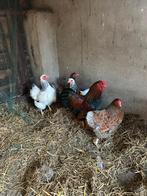 4 Wyandotte Krielkippen + haantje, Dieren en Toebehoren, Pluimvee, Vrouwelijk, Kip