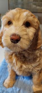 Australian Labradoodle puppy's groot medium, Nederland, Overige rassen, Meerdere, Meerdere dieren