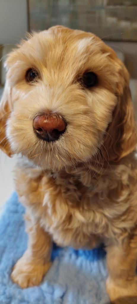 Australian Labradoodle puppy's groot medium, Dieren en Toebehoren, Honden | Retrievers, Spaniëls en Waterhonden, Meerdere dieren