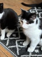 Kittens, Dieren en Toebehoren, Katten en Kittens | Raskatten | Korthaar, Meerdere dieren, Ingeënt, 0 tot 2 jaar