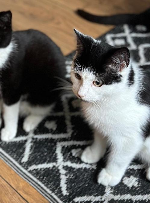 Kittens, Dieren en Toebehoren, Katten en Kittens | Raskatten | Korthaar, Meerdere dieren, 0 tot 2 jaar, Ingeënt