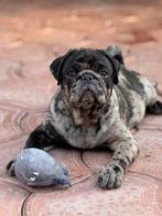 Mopshond pup merle, 15 weken tot 1 jaar, Reu, Bulldog, Eén hond