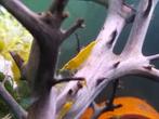 Gele garnalen yellow fire, Kreeft, Krab of Garnaal, Zoetwatervis, Schoolvis
