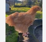 Mooie orpington kuikens te koop, Dieren en Toebehoren, Pluimvee, Meerdere dieren, Kip