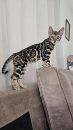 Bengaalse kittens, Meerdere dieren, Gechipt, 0 tot 2 jaar