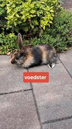 Jonge tamme japanner getekende voedster, Dieren en Toebehoren, Konijnen, Vrouwelijk, Middelgroot, 0 tot 2 jaar