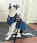 Hondenjasje, puppyjasje, Dieren en Toebehoren, Ophalen of Verzenden, Zo goed als nieuw, Hondenjas