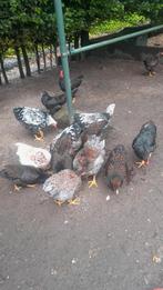 Wyandotte krielkippen., Dieren en Toebehoren, Pluimvee, Meerdere dieren, Kip