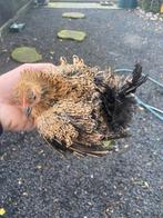 Serama hen, Dieren en Toebehoren, Pluimvee, Vrouwelijk, Kip