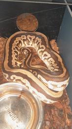 1.1 mojave leopard het. puzzle, Slang