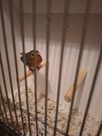 0-1 Roodborst, Vrouwelijk, Wildzangvogel, Geringd