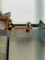 Te koop zebravink pop en man, Dieren en Toebehoren, Vogels | Overige Vogels, Meerdere dieren