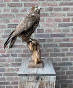 Buizerd, Verzamelen, Dierenverzamelingen, Ophalen of Verzenden, Zo goed als nieuw, Vogel, Opgezet dier