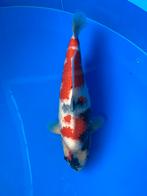 Dainichi female showa, Karper of Koi