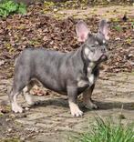 Franse buldog pups, Dieren en Toebehoren, Particulier, Rabiës (hondsdolheid), Meerdere, Bulldog