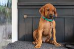 Rhodesian Ridgeback puppy’s met stamboom mogen nu verhuizen, Dieren en Toebehoren, Honden | Beagles, Bassets en Lopende honden