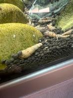 Melanoides tuberculata, Dieren en Toebehoren, Slak of Weekdier, Zoetwatervis
