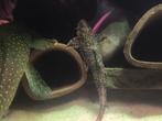 Rineloricaria Eigenmanni, Dieren en Toebehoren, Vissen | Aquariumvissen, Vis