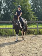 Bijrijder/verzorger aangeboden!!, Dieren en Toebehoren, Ophalen
