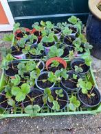 Aardbeienplantjes Korona juni-dragend, Halfschaduw, Vaste plant, Fruitplanten, Lente