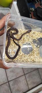 Rattenslang pewter, Dieren en Toebehoren, Reptielen en Amfibieën, Slang, 0 tot 2 jaar