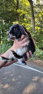 Enkele lieve jonge Nederlandse Hangoordwergjes. NHD dwerg, Dieren en Toebehoren, Meerdere dieren, Dwerg, Hangoor, 0 tot 2 jaar