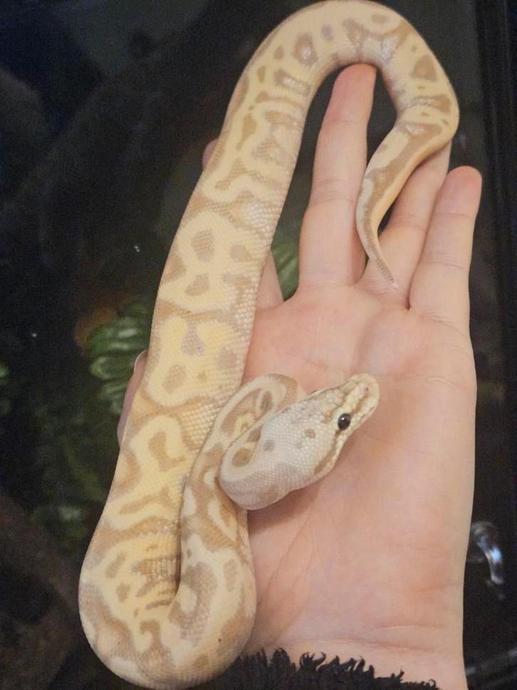 Koningspython- ballpython- python regius