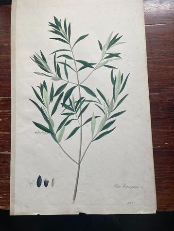 litho Olea Europaea beschikbaar voor biedingen