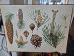 Botanische schoolplaat naaldbomen, Antiek en Kunst, Antiek | Schoolplaten, Ophalen, Natuur en Biologie