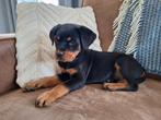 Prachtige Rottweiler Teefje Met STAMBOOM., CDV (hondenziekte), 8 tot 15 weken, Meerdere, Meerdere dieren