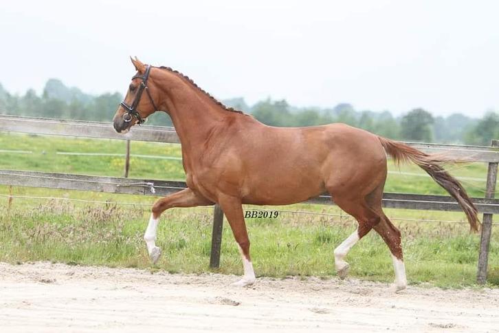 Te koop: Mooie PROK fokmerrie (Arlando x Uphill), Dieren en Toebehoren, Paarden, Merrie, Zadelmak, 165 tot 170 cm, 7 tot 10 jaar