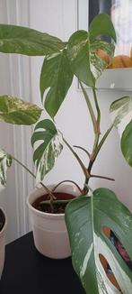 Monstera variegata, Huis en Inrichting, Kamerplanten, Ophalen, Overige soorten, Halfschaduw, Minder dan 100 cm