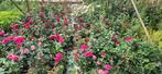 Rozen in soorten., Volle zon, Vaste plant, Zomer, Ophalen