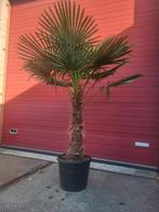 Grote trachycarpus fortunai palmbomen, Volle zon, Ophalen of Verzenden, 100 tot 250 cm, Zomer