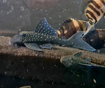 L128 blue phantom pleco  beschikbaar voor biedingen