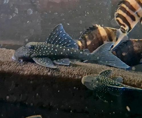 L128 blue phantom pleco, Dieren en Toebehoren, Vissen | Aquariumvissen, Zoetwatervis, Vis