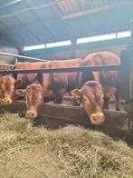 Limousin Stieren, Dieren en Toebehoren, Runderen, Mannelijk