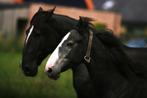 Zangersheide-Holsteiner-Lusitano Jaarlinghengst v. Asca Z., Dieren en Toebehoren, Paarden, Gechipt, Dressuurpaard, 0 tot 2 jaar