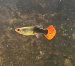 Guppy, Poecilia Reticulata Koi Tuxedo, Vis