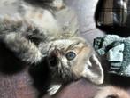 Kittens half heilige birmaan super mooiii, Dieren en Toebehoren, Katten en Kittens | Overige Katten, Poes