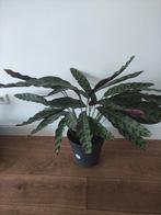 Calathea lancifolia 'Insigne', Ophalen, Halfschaduw, Minder dan 100 cm