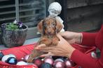 Teckel pups dwerg en kaninche, Dieren en Toebehoren, Honden | Teckels en Dashonden, Nederland, Rabiës (hondsdolheid), 15 weken tot 1 jaar