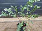 Eucalyptus Gunnii - Eucalyptusplant / Gomboom H: 54 cm., Volle zon, Vaste plant, Bloeit niet, Ophalen