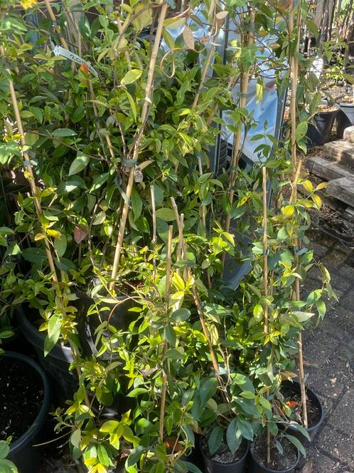 Toscaanse  jasmijnen 50/70 stuks hoog 100 plus 6,95 op is op, Tuin en Terras, Planten | Tuinplanten, Vaste plant, Klimplanten