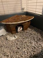 Pipi en mimi zoeken een goed thuis, Dieren en Toebehoren, Knaagdieren, Rat, Vrouwelijk, Tam, September