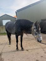 5 jarige PRE ruin in NL gefokt en zijn 3 jarige zusje., Dieren en Toebehoren, Paarden, Ruin, Dressuurpaard, 3 tot 6 jaar