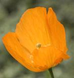 Klaproos Zaad......🌿..Oranje ..per zakje, Ophalen, Voorjaar, Volle zon, Zaad